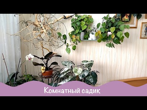 Видео: Комнатный садик. Домашние растения. 1ч