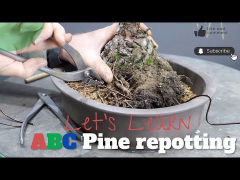 Видео: Основы пересадки японской чёрной сосны — ABC
