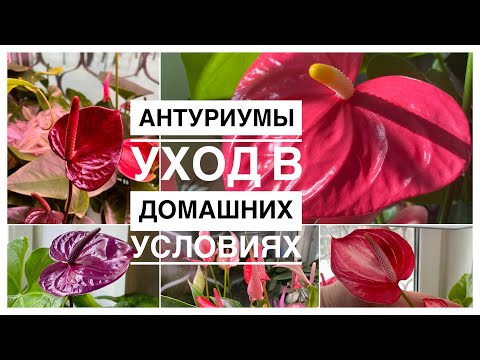 Видео: Антуриумы | Еще раз про уход | 12.01.2023г.