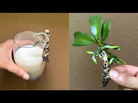 Видео: Это волшебство: оно мгновенно оживляет орхидею