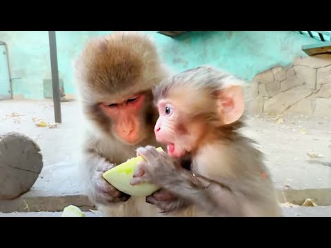 Видео: То даёт, то забирает! Мать контролирует прикорм малышки! Мила-сан и ее Сакура. Макаки. Тайган