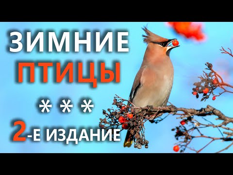 Видео: Какие птицы остаются зимовать