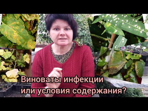 Видео: Учимся распознавать проблемы растений.