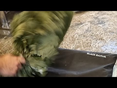 Видео: УЧИТЕЛЬ УЧИТЕЛЕЙ, ГУРУ БАНИ, Евгений Садилов о технике парения "Питерский Паровозик"