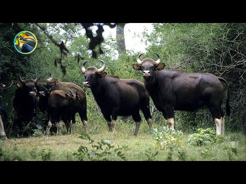 Видео: ДИКИЕ животные тропических лесов Лаоса, в существование которых вы не поверите!