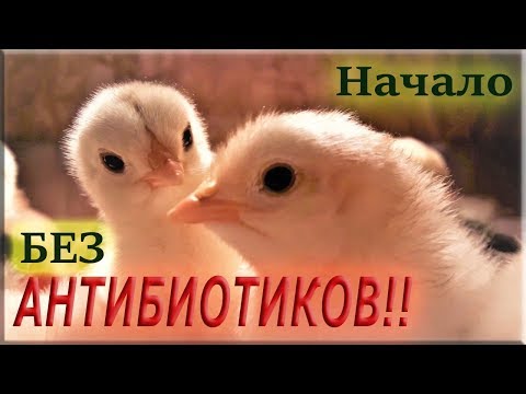 Видео: Выращивание цыплят БЕЗ АНТИБИОТИКОВ! Первые 10 дней