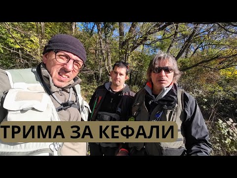 Видео: ТРИМА ЗА КЕФАЛИ