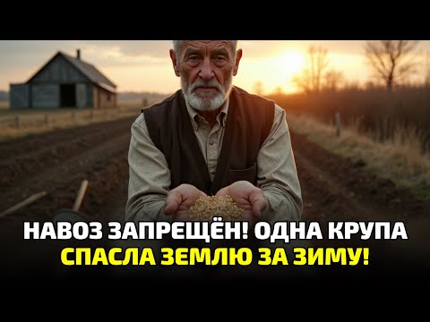 Видео: Навоз больше не нужен! Старый дедовский способ с крупой оживил землю за одну зиму!