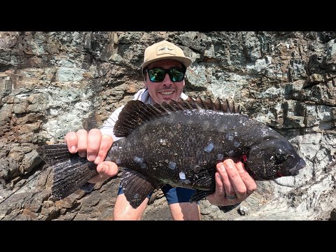 Видео: Ловля рыбы со скал с наживкой для крупного барабанщика