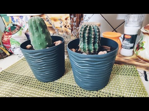 Видео: Саджаю КАКТУСИ🌵#кактус #кактуси #cactus #cactussucculents #cactuslover #пересадка #plants #рослини