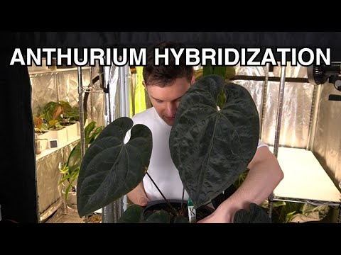 Видео: Селекция антуриума: от пыльцы до растения