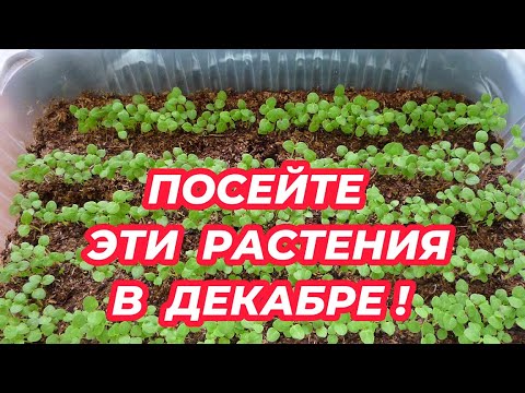 Видео: ЧТО ПОСЕЯТЬ В ДЕКАБРЕ 2024 года? 7 растений, которые стоит посадить на рассаду в декабре