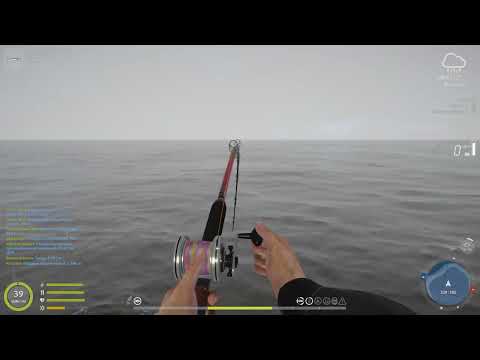 Видео: Палтус Атлантический