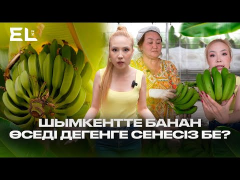 Видео: "Казахский банан" экзотика на родной земле