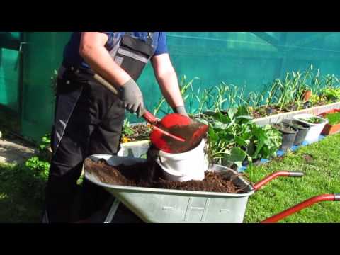 Видео: Как посадить помидоры в ведре. Помидоры. Томат. Бавария.