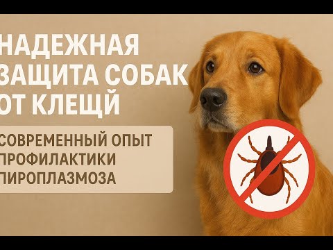 Видео: Надежные способы защиты собак от клещей. Современный опыт по недопущению пироплазмоза