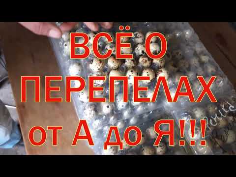 Видео: Всё о перепелах!Перепела от А до Я!Советы начинающим.