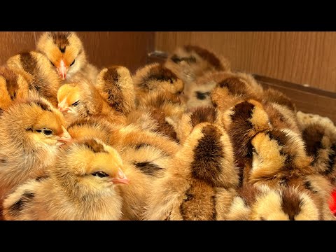 Видео: Маленькая ферма в США. Сколько стоит?- Small farm in USA. How much?