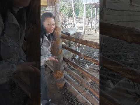 Видео: Карелия. Лахденпохья. Парк - отель "Долина водопадов"