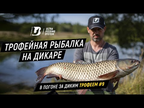 Видео: Трофейная рыбалка на дикаре. В погоне за диким трофеем #9.