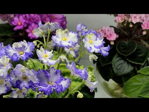 Видео: Омоложение МИНИфиалок для красивого и долгого цветения. Грунт для фитильного полива