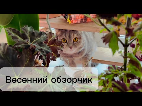 Видео: Весенний обзорчик растений в мини оранжерее 🌿🌺