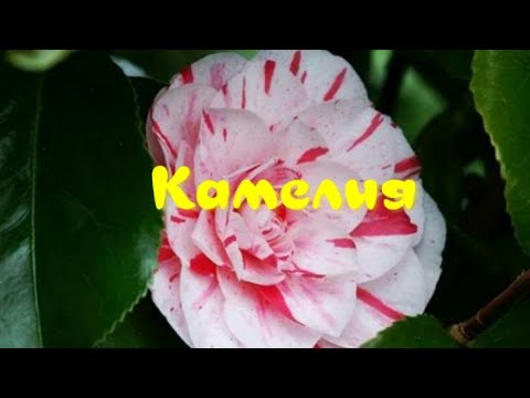 Видео: Камелия японская, размножение. Сamellia