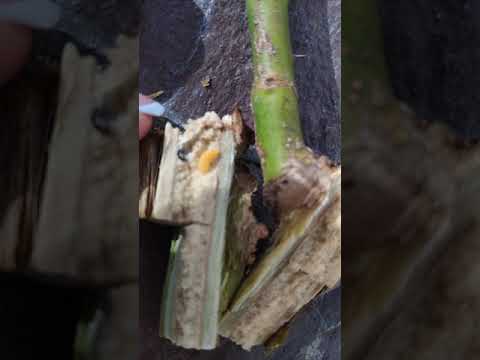 Видео: Внимание! Розанный пилильщик (личинка)