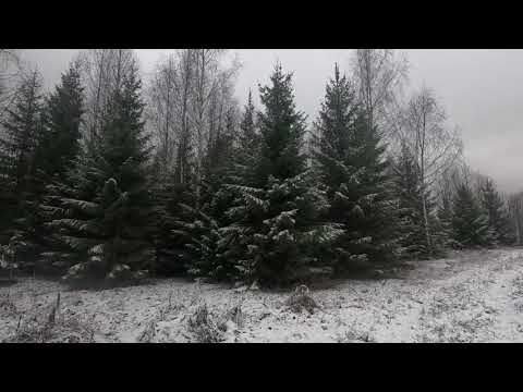 Видео: 12.11.2025 Охота с русской гончей