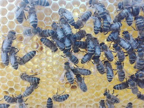Видео: Альпийский улей. Садовый мёд, состояние на 1 Мая.  Alpine hive. Garden honey, condition on May 1.