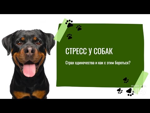 Видео: Стресс и страх одиночества у собак