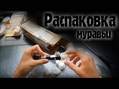 Видео: БЕСПЛАТНЫЕ МУРАВЬИ ОТ КАНАДЦА!