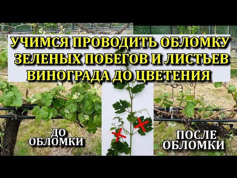 Видео: УЧИМСЯ ПРОВОДИТЬ ОБЛОМКУ ЗЕЛЕНЫХ ПОБЕГОВ И ЛИСТЬЕВ ВИНОГРАДА