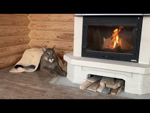 Видео: Пума Месси в новом доме! Вечер у камина