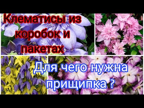 Видео: КЛЕМАТИСЫ ИЗ КОРОБОК И ПАКЕТАХ. ДЛЯ ЧЕГО НУЖНА ПРИЩИПКА КЛЕМАТИСУ??? Новосибирск.