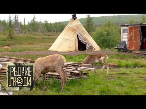 Видео: История саамов | Редкие люди 🌏 Моя Планета