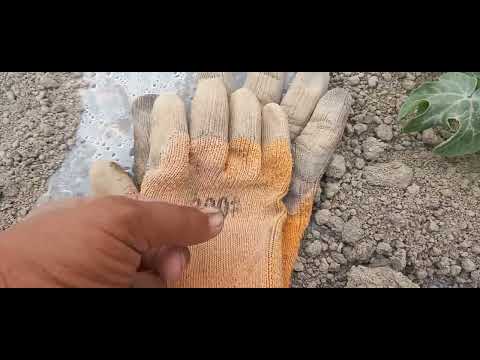 Видео: Тарвуз экиш сирлари 2024. 05.10 май.