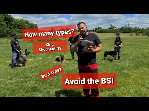 Видео: Различные типы немецкой овчарки