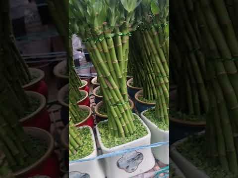 Видео: АНДИЖОНГА  ХИТОЙДАН ЯНГИ ГУЛЛАРИМИЗ КЕЛДИ 