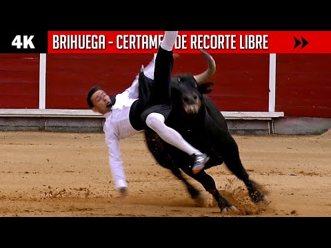 Видео: Главное не упасть, а встать и выиграть ⭐ BRIHUEGA ⭐ Contest ▶ Cortes con Быки ◀ 4K