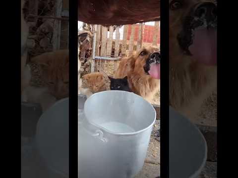 Видео: А ты любишь животных?