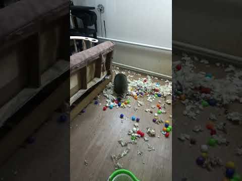 Видео: заведите енота дома #помощьбездомнымживотным #ямыилюша #анапа