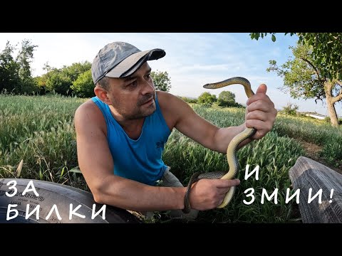 Видео: ЗА ЗМИИ И БИЛКИ HERBS AND SNAKES #animals #животни #nature #herbs #plants #reptiles #foraging #snake