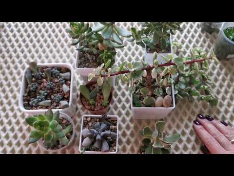Видео: Первая продажа суккулента. Советы, впечатления, процесс