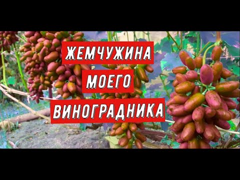 Видео: Г.Ф. Красотка Жемчужина моего виноградника