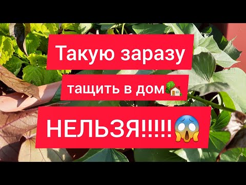 Видео: СУПЕР мощная обработка растений перед зимой!!!🍀👍