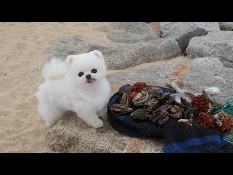 Видео: Вот что происходит, когда ты идешь на рыбалку с собакой, которая есть наживку
