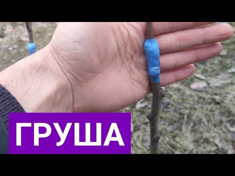 Видео: Результат щеплення груші через 1 рік і через 4 роки.