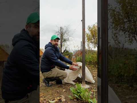 Видео: Виноград будет ломиться от урожая, если обрезать и укрыть на зиму! Что делать с виноградом осенью