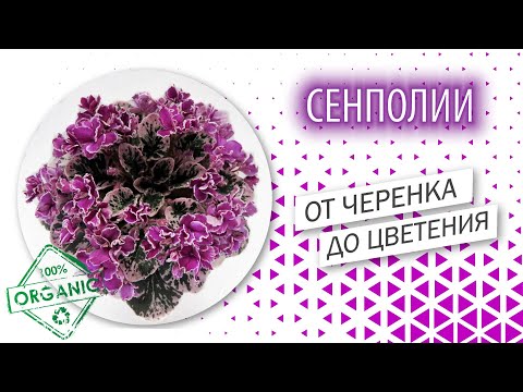 Видео: СЕНПОЛИИ. От черенка до цветущей фиалки. Экспресс-метод